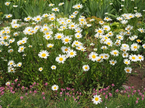 Schöne Wiese Frühling Voller Blühender Gänseblümchen Mit Weiß Gelben Blüten — Stockfoto