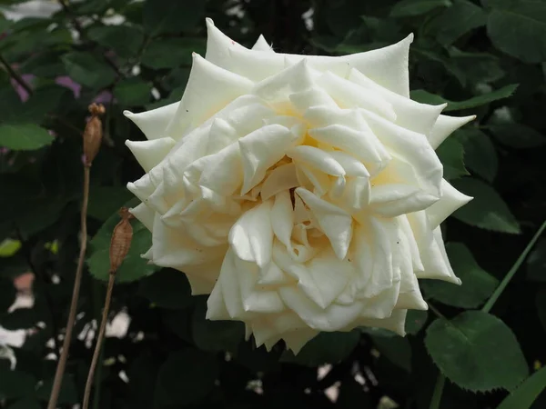 Rosa Branca Flor Com Folhas Verdes Jardim — Fotografia de Stock