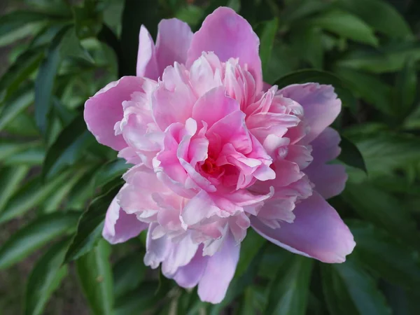 Pink peonies in the garden. Pink peony macro photo. Burgundy peony flower. Closeup of pink peonies in the garden red peony macro burgundy peony flower. Selective focus. Shallow depth of field. — Stock Photo, Image