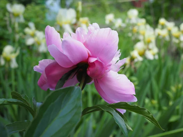 郁郁葱葱的蔷薇花瓣在朦胧的绿色花坛的背景中. — 图库照片