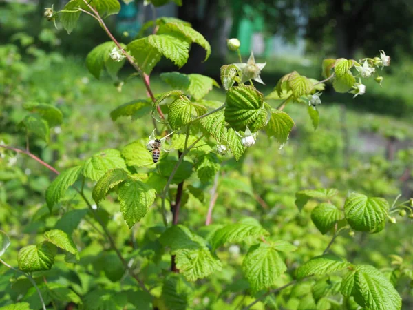 Bee Pollinating Raspberry Flowers Green Background — Stock Photo, Image