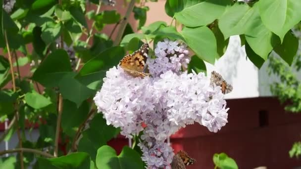 Mariposa sobre flores de lila. Mariposa se sienta en la floración lila. De cerca. Macro — Vídeo de stock
