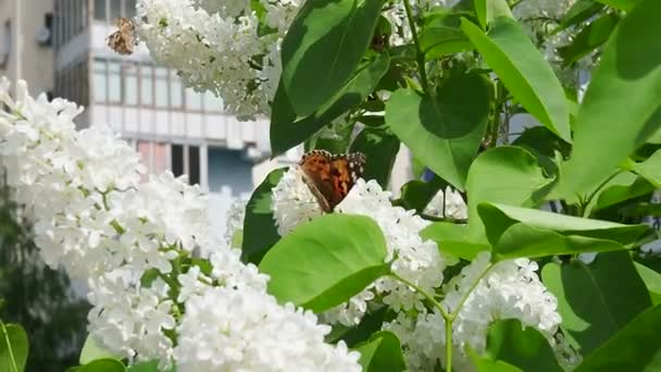 Butterfly on white Lilac flowers. Butterfly sits on blooming lilac. Close up. Macro — Stock Video