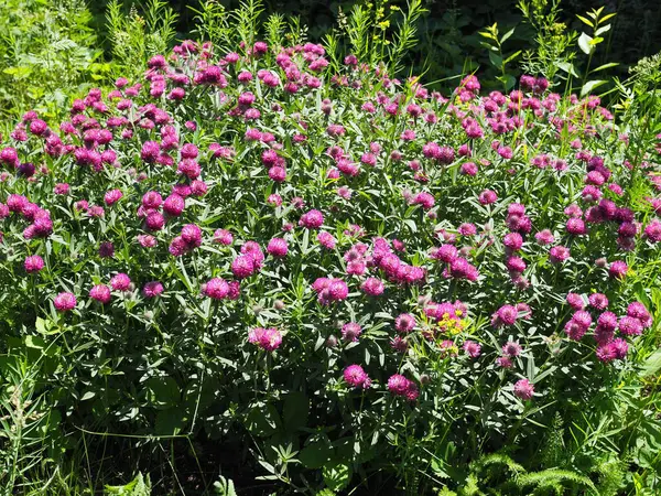 Trifolium Pratense Los Matorrales Del Trébol Que Florece — Foto de Stock