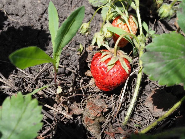 Bush Fresa Roja Creciendo Jardín Primer Plano — Foto de Stock