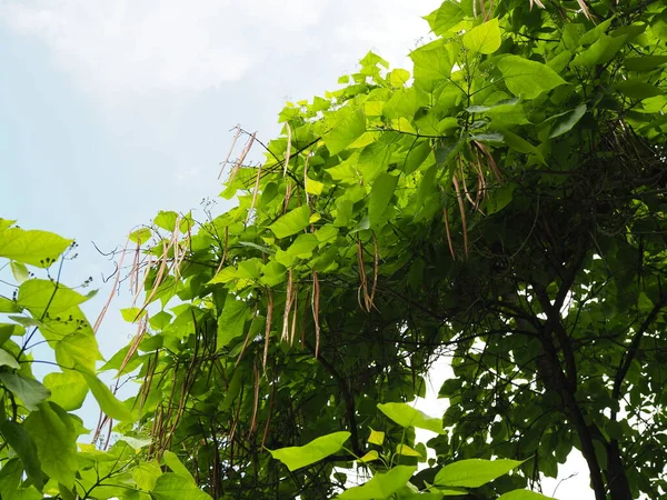 Ramo Catalpa Bignonioides Árvore Com Fruto — Fotografia de Stock