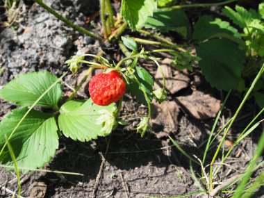Tarlada taze olgun kırmızı çilek çalıları.