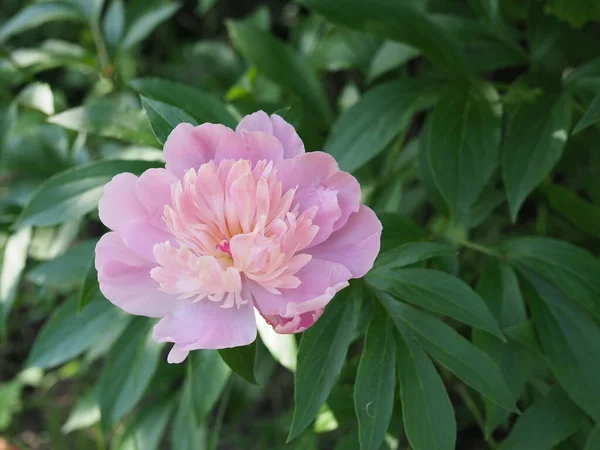 庭のピンクの牡丹 ピンクの牡丹マクロ写真 ブルゴーニュ牡丹の花 庭の赤い牡丹のマクロバーガンディ牡丹の花でピンクの牡丹の閉鎖 選択的フォーカス フィールドの浅い深さ — ストック写真