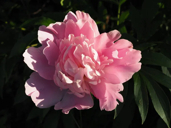 Pivoines Roses Romantiques Dans Jardin Printemps — Photo