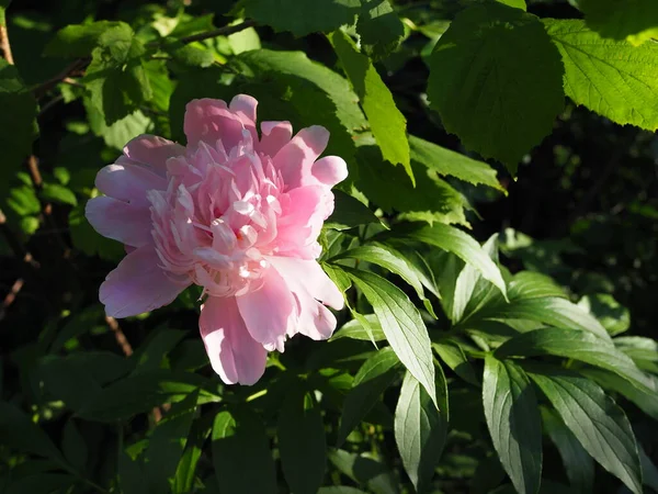 Pedónias Românticas Cor Rosa Jardim Primavera Pôr Sol — Fotografia de Stock