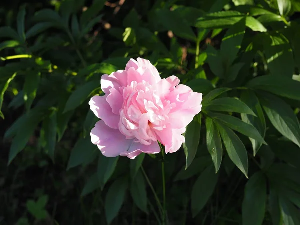 Romantische Rosa Pfingstrosen Frühlingsgarten Bei Sonnenuntergang — Stockfoto