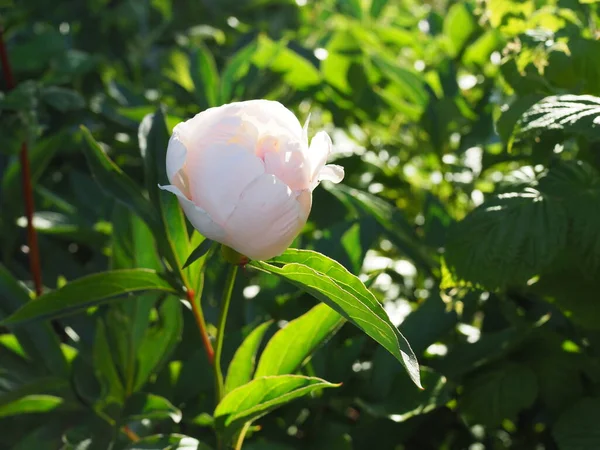 庭の夕日の背景光の中で白い牡丹の芽 — ストック写真