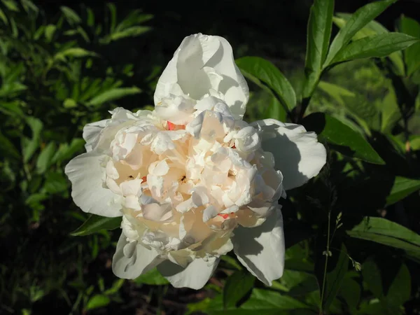 Fragrant White Peony Bloom Amidst Lush Foliage — Stock Photo, Image