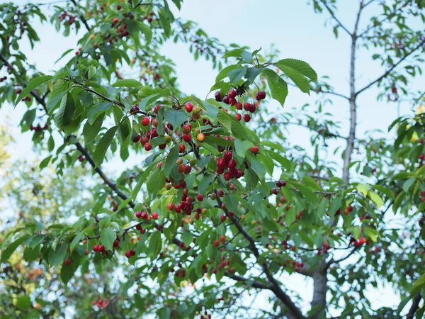 Cerezas Maduración Árboles Huerto Jardín — Foto de Stock