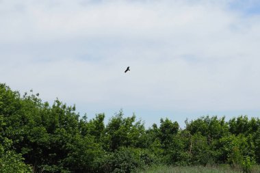 Kel kartal kameraya doğru bakıyor ve uçuyor, ağaçlara ve mavi gökyüzüne doğru