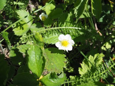 Baharda çilek tarlasında çilek çiçeği..