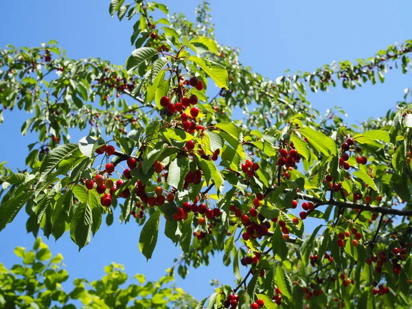 Zblízka Červené Cherry Ptáček Větvi — Stock fotografie