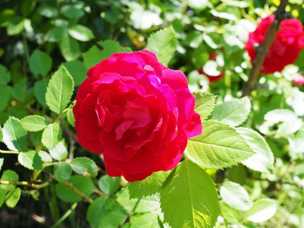 Kwiat Różowe Róże Kwiat Ogród Słoneczny Letni Dzień — Zdjęcie stockowe
