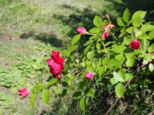 Flor Rosa Rosas Jardim Flores Dia Ensolarado Verão — Fotografia de Stock