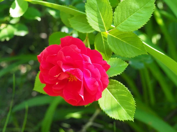Blühen Rosa Rosen Blumengarten Sonnigem Sommertag — Stockfoto