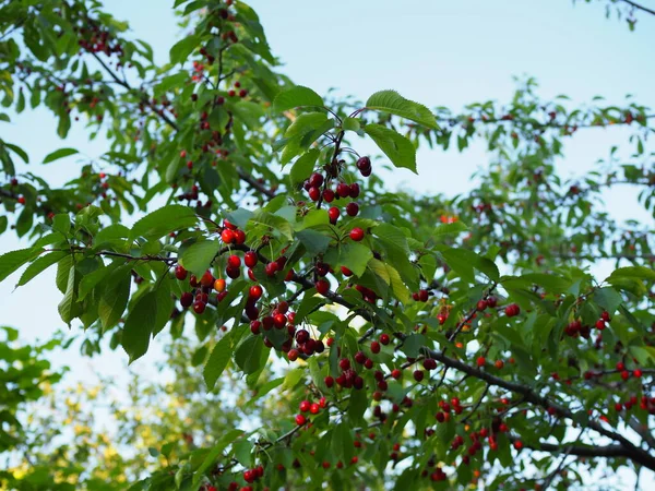 Červená Žlutá Zralé Třešeň Stromě Létě — Stock fotografie