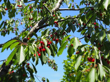 Yazın başında hasat öncesi dalda kırmızı ve tatlı kirazlar.