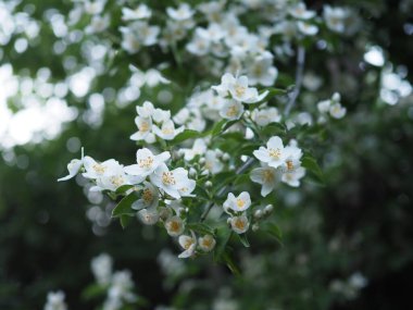 Bahçedeki yasemin çiçeklerine yaklaş.