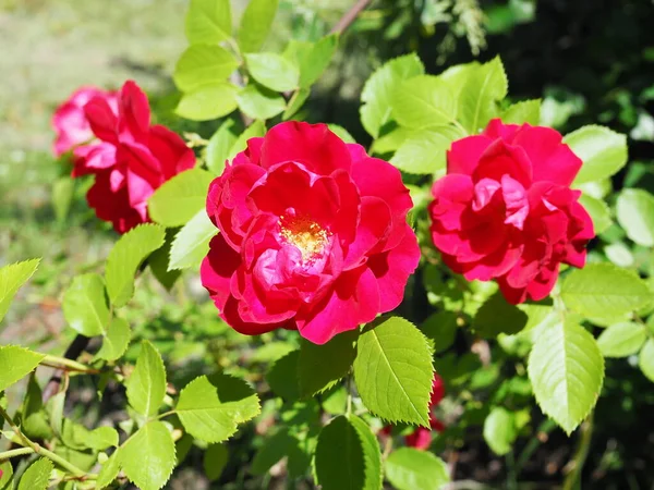 Arbusto Rosas Rosa Bonita Jardim Dia Verão — Fotografia de Stock