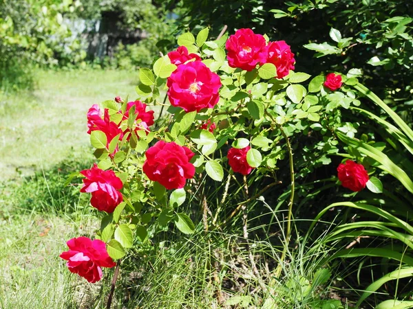 Arbusto Rosas Vermelhas Bonitas Jardim Dia Verão — Fotografia de Stock