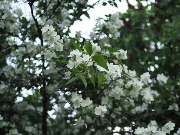 Close Jasmine Flowers Garden — Stock Photo, Image