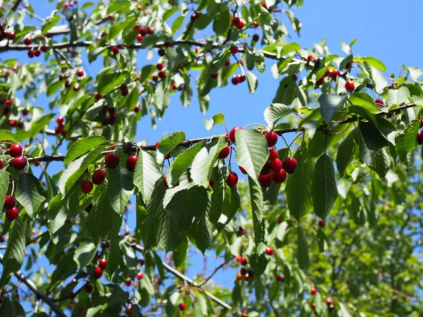 Ciliegie Rosse Dolci Ramo Poco Prima Del Raccolto All Inizio — Foto Stock