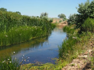 Ağaçların, çam ağaçlarının ve yaprak döken ağaçların arasında muhteşem vahşi yaşamın arka planında küçük, dar bir nehir. Doğal manzara manzarası.