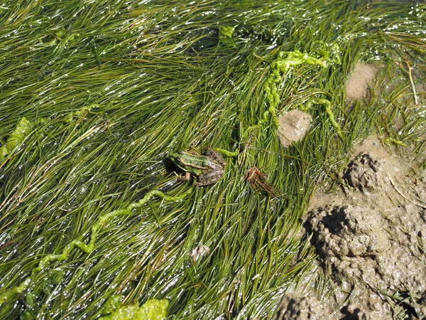 Grenouille Dans Marais Parmi Les Algues — Photo