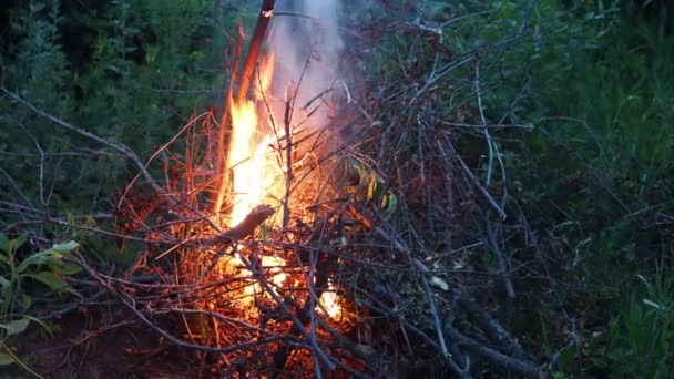 火事だ そのたき火は森の中で燃える 燃える炎の質感 森の中で料理をするための焚き火 乾燥した枝を燃やす 森の中の観光火災 燃える枝の質感 — ストック動画