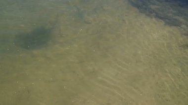 Sarı kum, berrak dalgalı nehir suyundan görülebilir. Kristal berraklığında. Nehrin dibindeki kum. Doğal bir kaynak olarak suyun korunması ve korunması. Küçük dalgalar