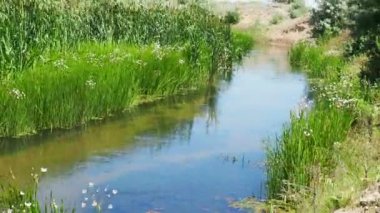 Ağaçların, çam ağaçlarının ve yaprak döken ağaçların arasında muhteşem vahşi yaşamın arka planında küçük, dar bir nehir. Doğal manzara manzarası