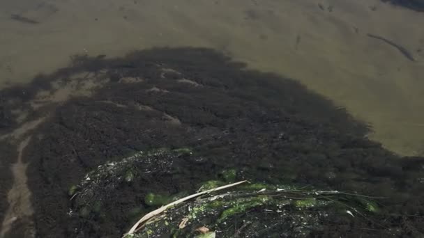 Alga Marina Nelle Acque Poco Profonde Del Fiume Attraverso Acqua — Video Stock