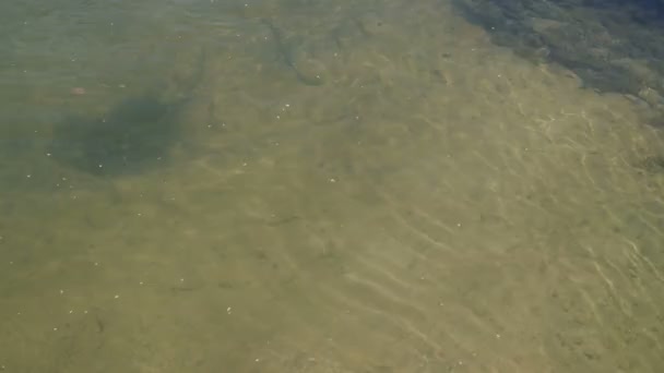 澄んだ波状の川の水を通して黄色の砂が見える クリスタルクリア川 砂のストリームの下部にある 天然資源としての水の環境保護と保全 小さな波 — ストック動画