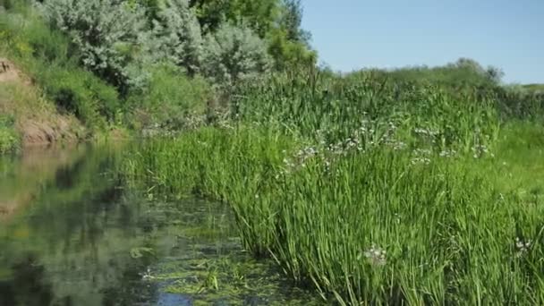 Μικρό Στενό Ποτάμι Στο Φόντο Της Μυθικής Άγριας Ζωής Ανάμεσα — Αρχείο Βίντεο