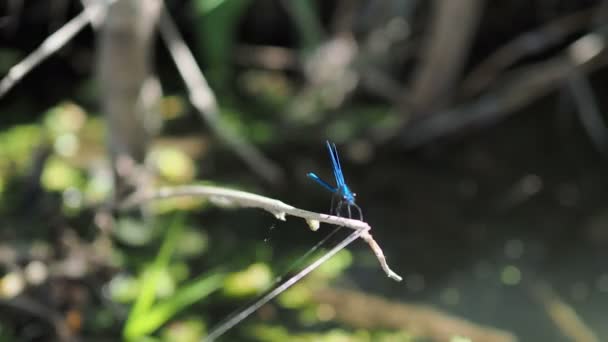 Libelle Mit Blauen Flügeln Die Auf Einem Ast Auf Einem — Stockvideo