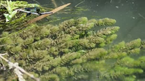 Река Водорослями Стрекозами Летом — стоковое видео
