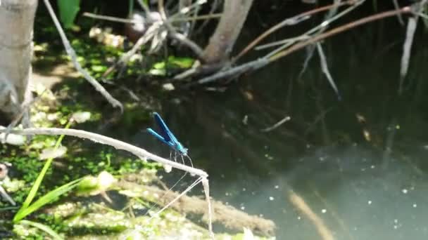 Dragonfly Μπλε Φτερά Κάθεται Ένα Υποκατάστημα Ένα Φόντο Του Ποταμού — Αρχείο Βίντεο