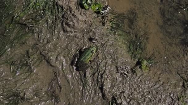 여름철에 호수의 물결치는 물에서 개구리의 — 비디오