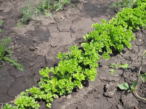 Parsley on bed in vegetable garden. Teleobjective shot with shalow DOF