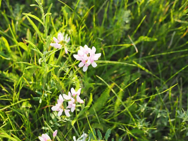 Pembe Bezelye Yakından Çekilmiş Yazın Tarla Çiçekleri — Stok fotoğraf