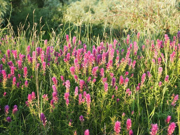 Campo Floreciente Trigo Vaca Melampyrum Arvense Hermosas Flores Silvestres Atardecer —  Fotos de Stock