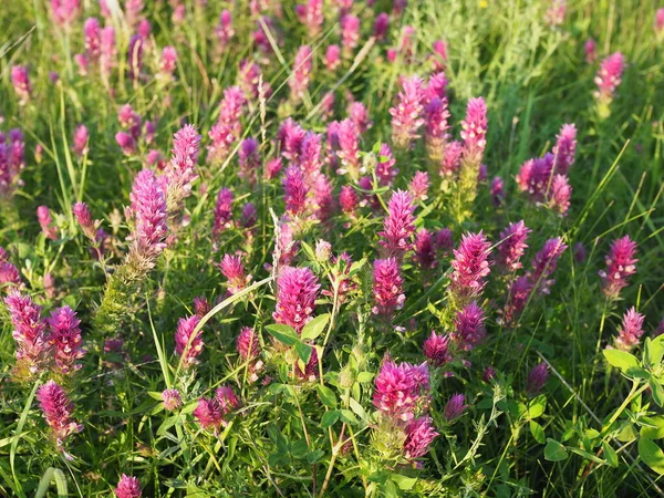 Blühendes Feld Kuh Weizen Melampyrum Arvense Wunderschöne Wildblumen Bei Sonnenuntergang — Stockfoto