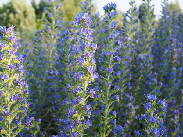 Bela Flor Brilhante Blueweed Flores Fechar — Fotografia de Stock