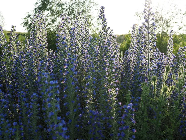 雑草の青い花で牧草地 バイパーのバグロスブルーウィードエキウムのハゲワシ — ストック写真