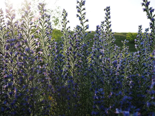 Prado Com Flores Azuis Erva Azul Bugloss Viper Blueweed Echium — Fotografia de Stock